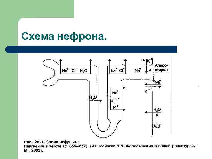 Схема нефрона. 