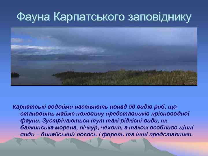  Фауна Карпатського заповіднику Карпатські водойми населяють понад 50 видів риб, що становить майже