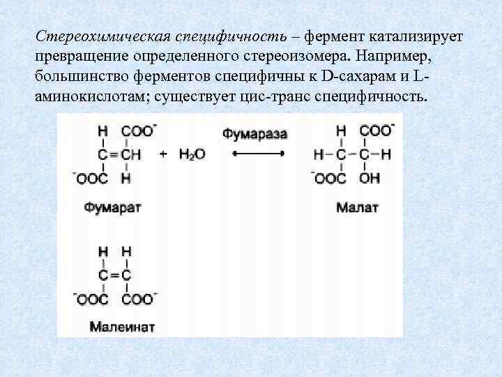 Стереохимическая специфичность – фермент катализирует превращение определенного стереоизомера. Например, большинство ферментов специфичны к D