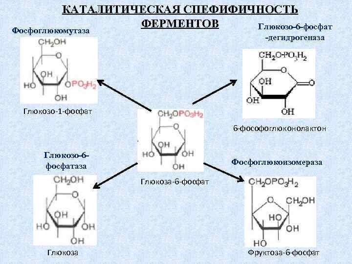 КАТАЛИТИЧЕСКАЯ СПЕФИФИЧНОСТЬ ФЕРМЕНТОВ Глюкозо-6 -фосфат Фосфоглюкомутаза -дегидрогеназа Глюкозо-1 -фосфат 6 -фософоглюконолактон Глюкозо-6 фосфатаза Фосфоглюкоизомераза