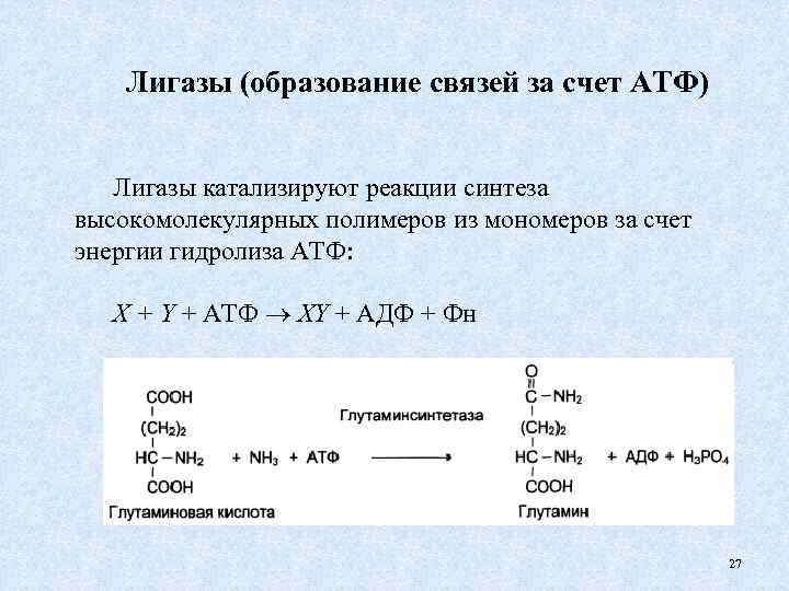 Лигазы (образование связей за счет АТФ) Лигазы катализируют реакции синтеза высокомолекулярных полимеров из мономеров