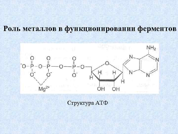 Роль металлов в функционировании ферментов Структура АТФ 