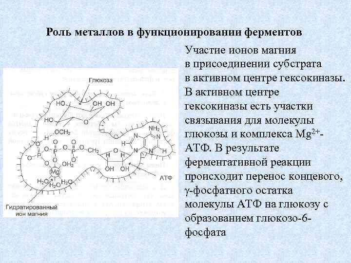 Роль металлов в функционировании ферментов Участие ионов магния в присоединении субстрата в активном центре