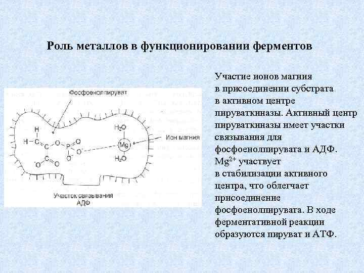 Роль металлов в функционировании ферментов Участие ионов магния в присоединении субстрата в активном центре