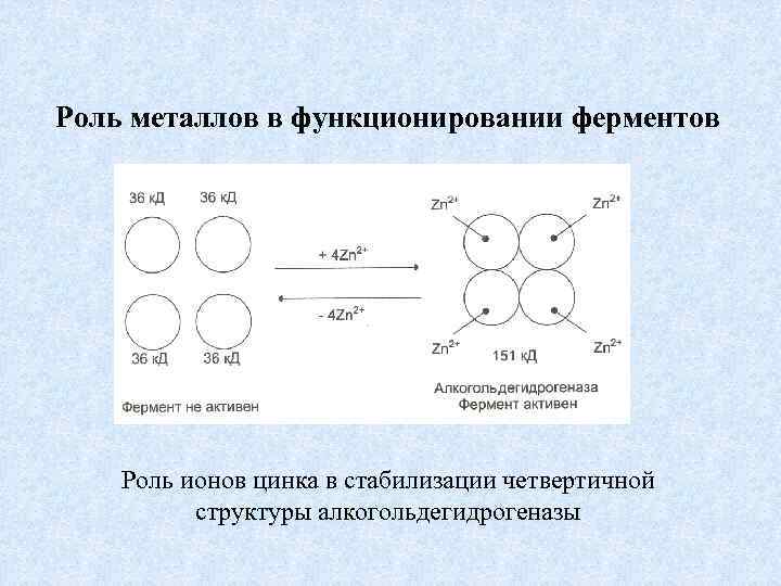Роль металлов в функционировании ферментов Роль ионов цинка в стабилизации четвертичной структуры алкогольдегидрогеназы 