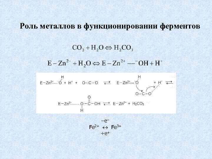 Роль металлов в функционировании ферментов –e– Fe 2+ Fe 3+ +e+ 