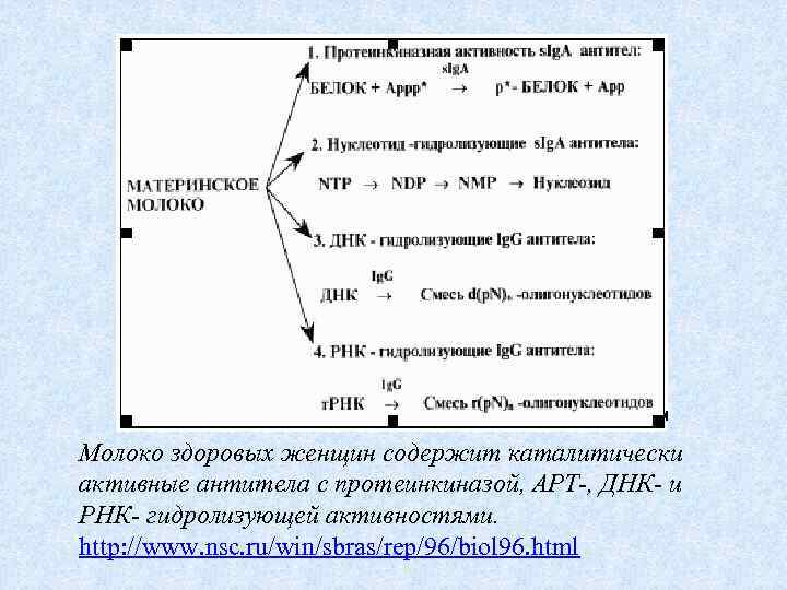 Молоко здоровых женщин содержит каталитически активные антитела с протеинкиназой, АРТ-, ДНК- и РНК- гидролизующей