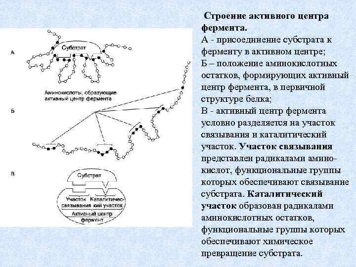  Строение активного центра фермента. А присоединение субстрата к ферменту в активном центре; Б