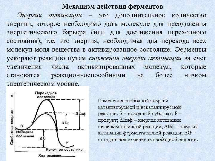 Механизм действия ферментов Энергия активации – это дополнительное количество энергии, которое необходимо дать молекуле