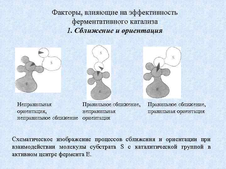 Факторы, влияющие на эффективность ферментативного катализа 1. Сближение и ориентация Неправильная Правильное сближение, ориентация,