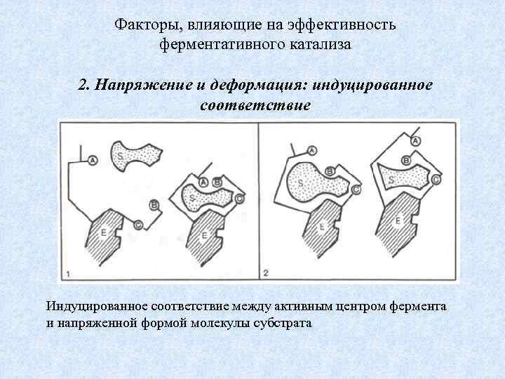 Факторы, влияющие на эффективность ферментативного катализа 2. Напряжение и деформация: индуцированное соответствие Индуцированное соответствие