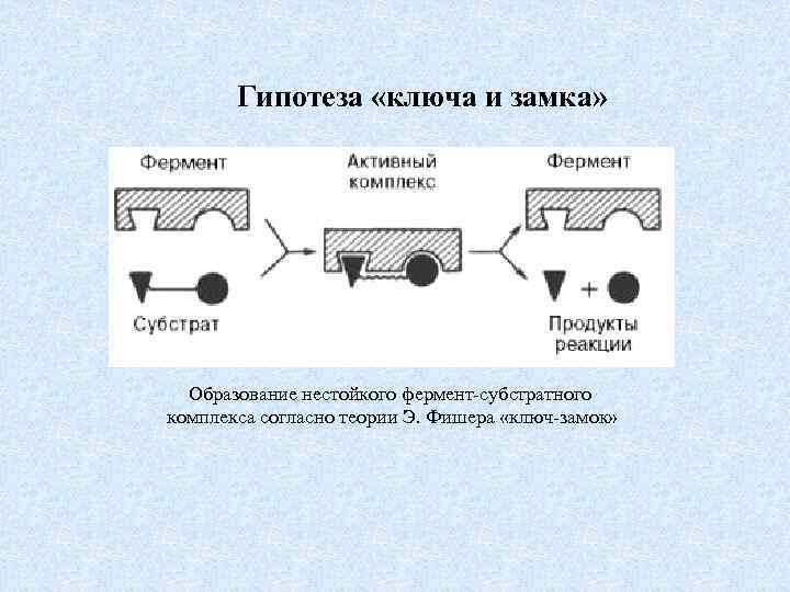 Гипотеза «ключа и замка» Образование нестойкого фермент субстратного комплекса согласно теории Э. Фишера «ключ