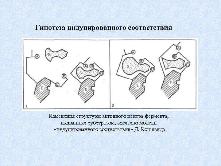 Гипотеза индуцированного соответствия Изменения структуры активного центра фермента, вызванные субстратом, согласно модели «индуцированного соответствия»