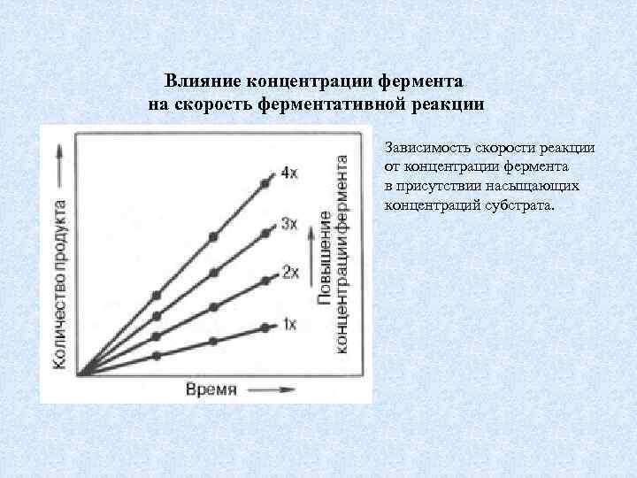Влияние концентрации фермента на скорость ферментативной реакции Зависимость скорости реакции от концентрации фермента в