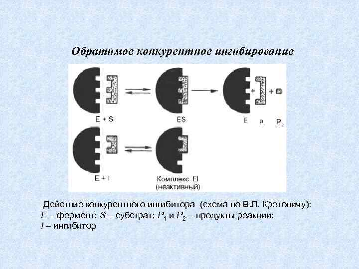 Обратимое конкурентное ингибирование Действие конкурентного ингибитора (схема по В. Л. Кретовичу): Е – фермент;