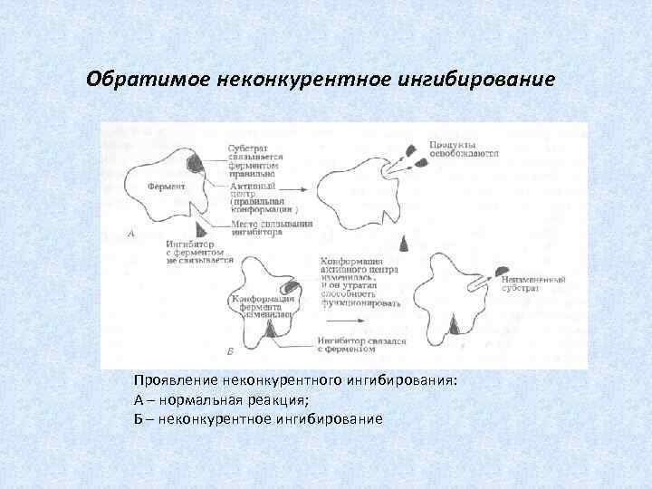 Обратимое неконкурентное ингибирование Проявление неконкурентного ингибирования: А – нормальная реакция; Б – неконкурентное ингибирование