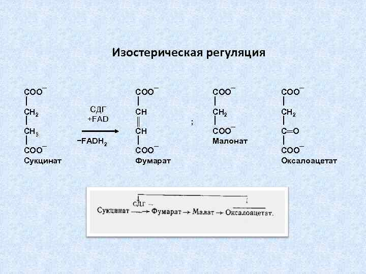 Изостерическая регуляция СОО¯ СН 2 СН 3 СОО¯ Сукцинат СДГ +FAD −FADH 2 СОО¯