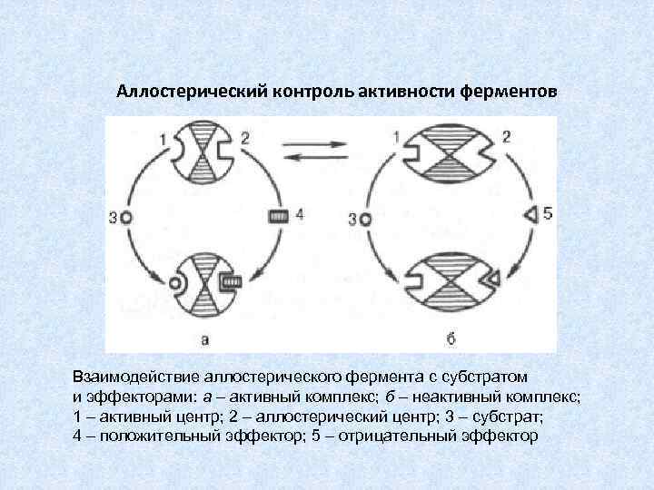 Аллостерический контроль активности ферментов Взаимодействие аллостерического фермента с субстратом и эффекторами: а – активный