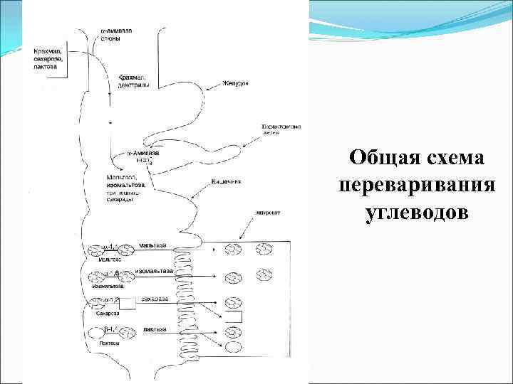 Схема переваривания белков