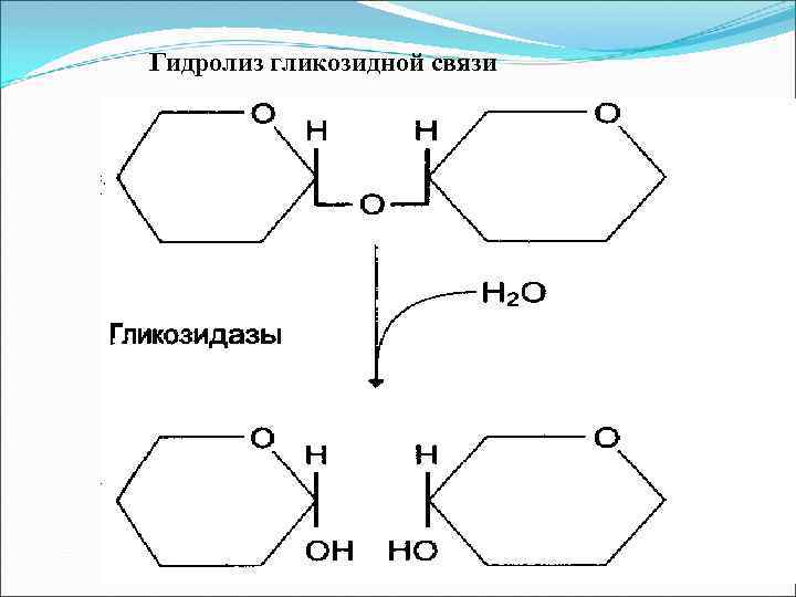 Гидролиз гликозидной связи 