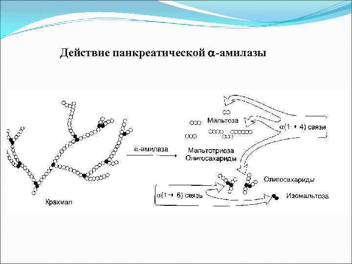 Действие панкреатической -амилазы 