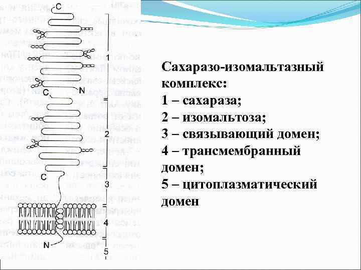 Сахаразо-изомальтазный комплекс: 1 – сахараза; 2 – изомальтоза; 3 – связывающий домен; 4 –