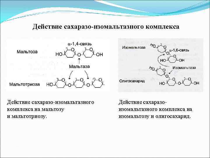 Действие сахаразо-изомальтазного комплекса на мальтозу и мальтотриозу. Действие сахаразоизомальтазного комплекса на изомальтозу и олигосахарид.