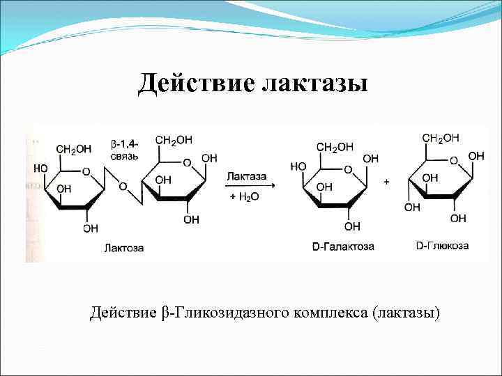 Действие лактазы Действие β-Гликозидазного комплекса (лактазы) 