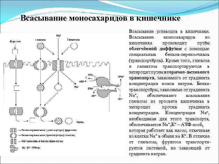 Всасывание моносахаридов в кишечнике Всасывание углеводов в кишечнике. Всасывание моносахаридов из кишечника происходит путём