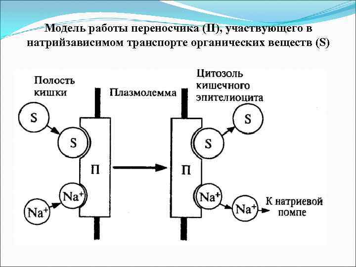 Модель работы переносчика (П), участвующего в натрийзависимом транспорте органических веществ (S) 