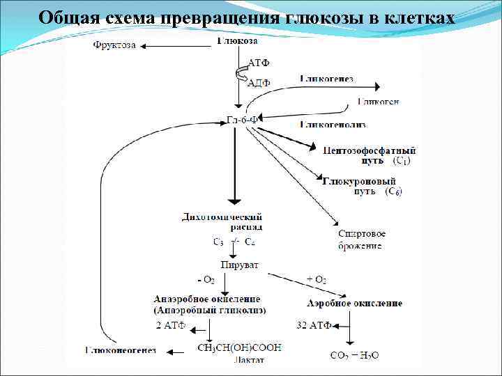 Общая схема превращения глюкозы в клетках 