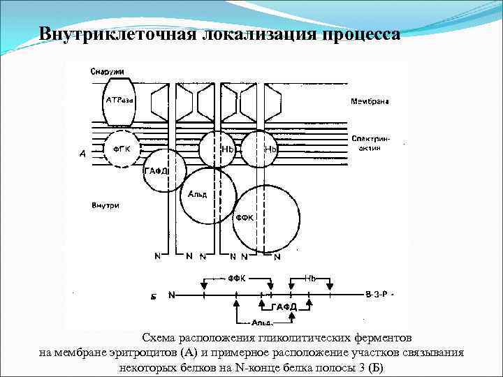 Внутриклеточная локализация процесса Схема расположения гликолитических ферментов на мембране эритроцитов (А) и примерное расположение