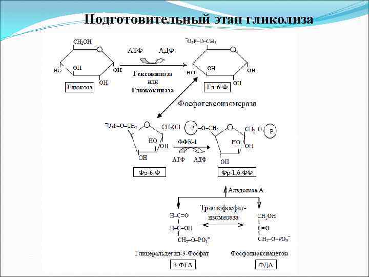 Подготовительный этап гликолиза 