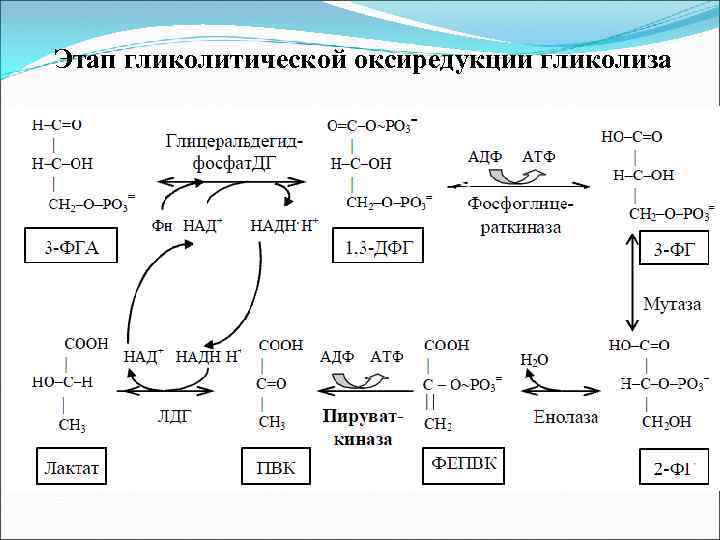 Этап гликолитической оксиредукции гликолиза 