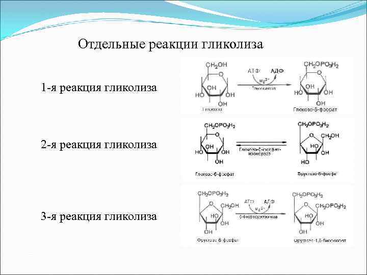 Отдельные реакции гликолиза 1 -я реакция гликолиза 2 -я реакция гликолиза 3 -я реакция