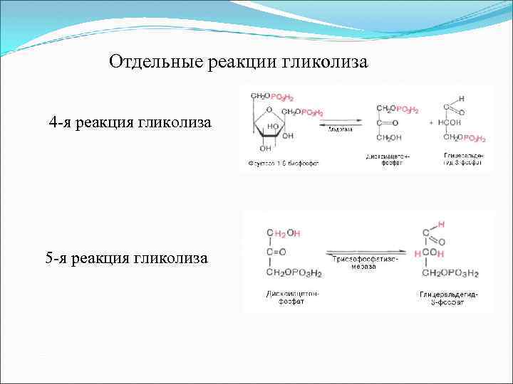 Отдельные реакции гликолиза 4 -я реакция гликолиза 5 -я реакция гликолиза 