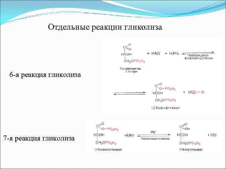Отдельные реакции гликолиза 6 -я реакция гликолиза 7 -я реакция гликолиза 