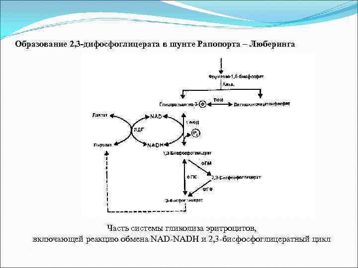 Образование 2, 3 -дифосфоглицерата в шунте Рапопорта – Люберинга Часть системы гликолиза эритроцитов, включающей