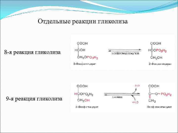 Отдельные реакции гликолиза 8 -я реакция гликолиза 9 -я реакция гликолиза 