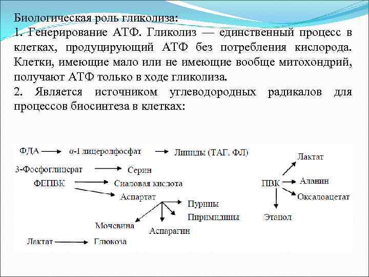 Биологическая роль гликолиза: 1. Генерирование АТФ. Гликолиз — единственный процесс в клетках, продуцирующий АТФ