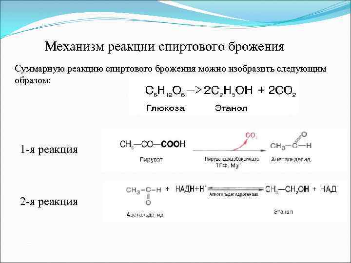 Механизм реакции спиртового брожения Суммарную реакцию спиртового брожения можно изобразить следующим образом: 1 -я