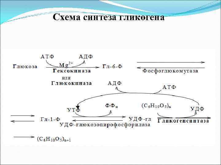 Схема синтеза гликогена 