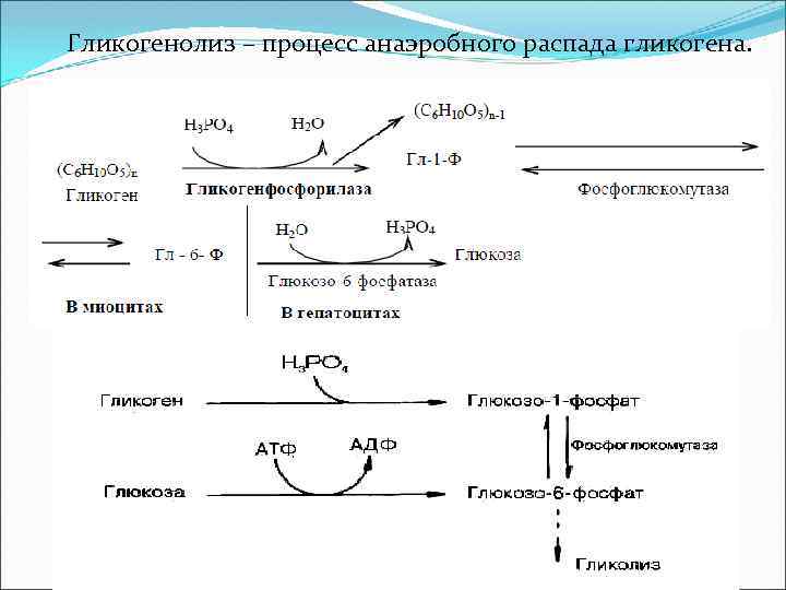 Гликогенолиз – процесс анаэробного распада гликогена. 