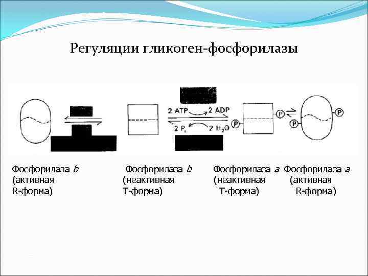 Регуляции гликоген-фосфорилазы Фосфорилаза b (активная R-форма) Фосфорилаза b (неактивная Т-форма) Фосфорилаза a (неактивная (активная