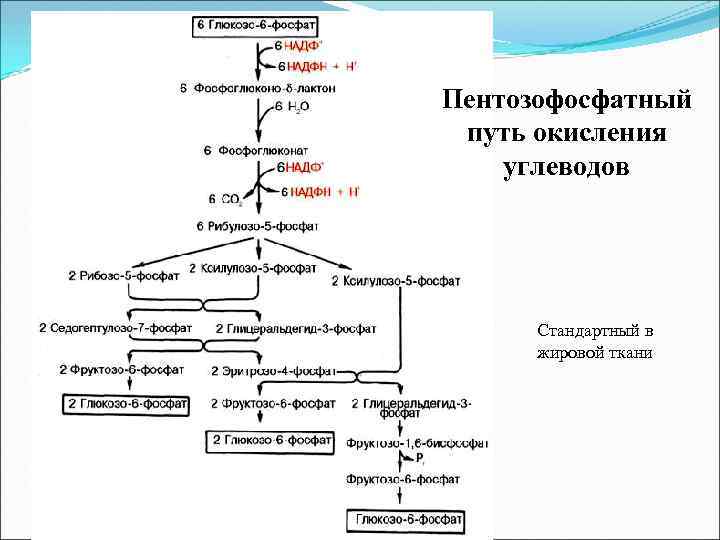 Пентозофосфатный путь окисления углеводов Стандартный в жировой ткани 