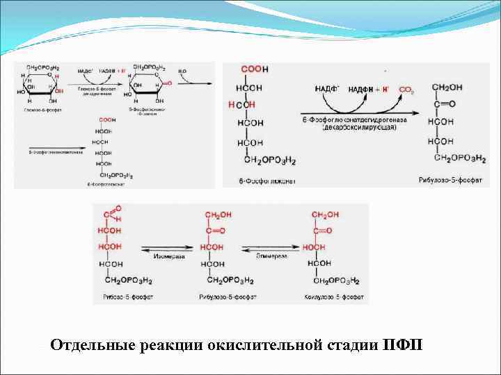 Отдельные реакции окислительной стадии ПФП 