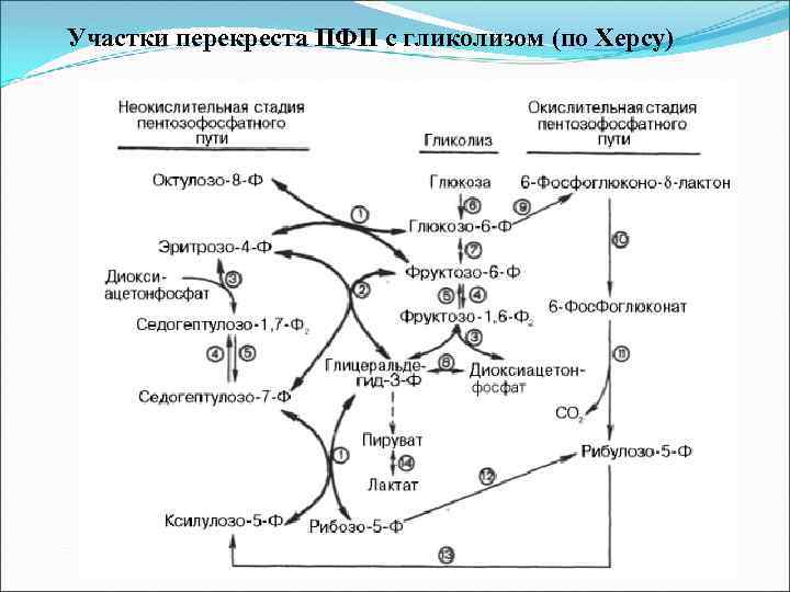 Участки перекреста ПФП с гликолизом (по Херсу) 