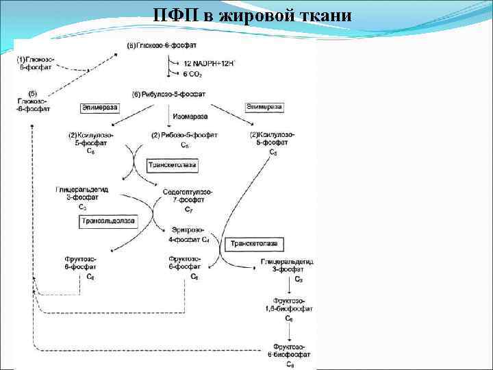 ПФП в жировой ткани 