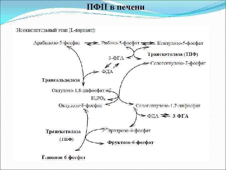 ПФП в печени 