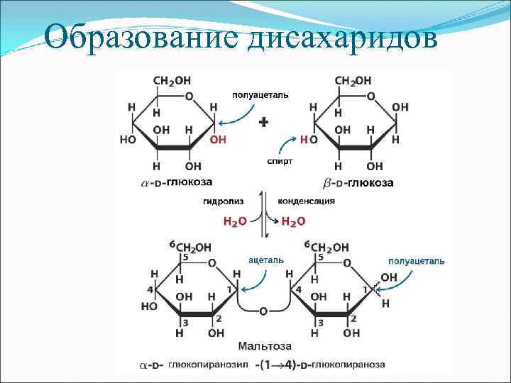 Образование дисахаридов 